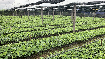 Công ty TNHH Daunpenh Agrico