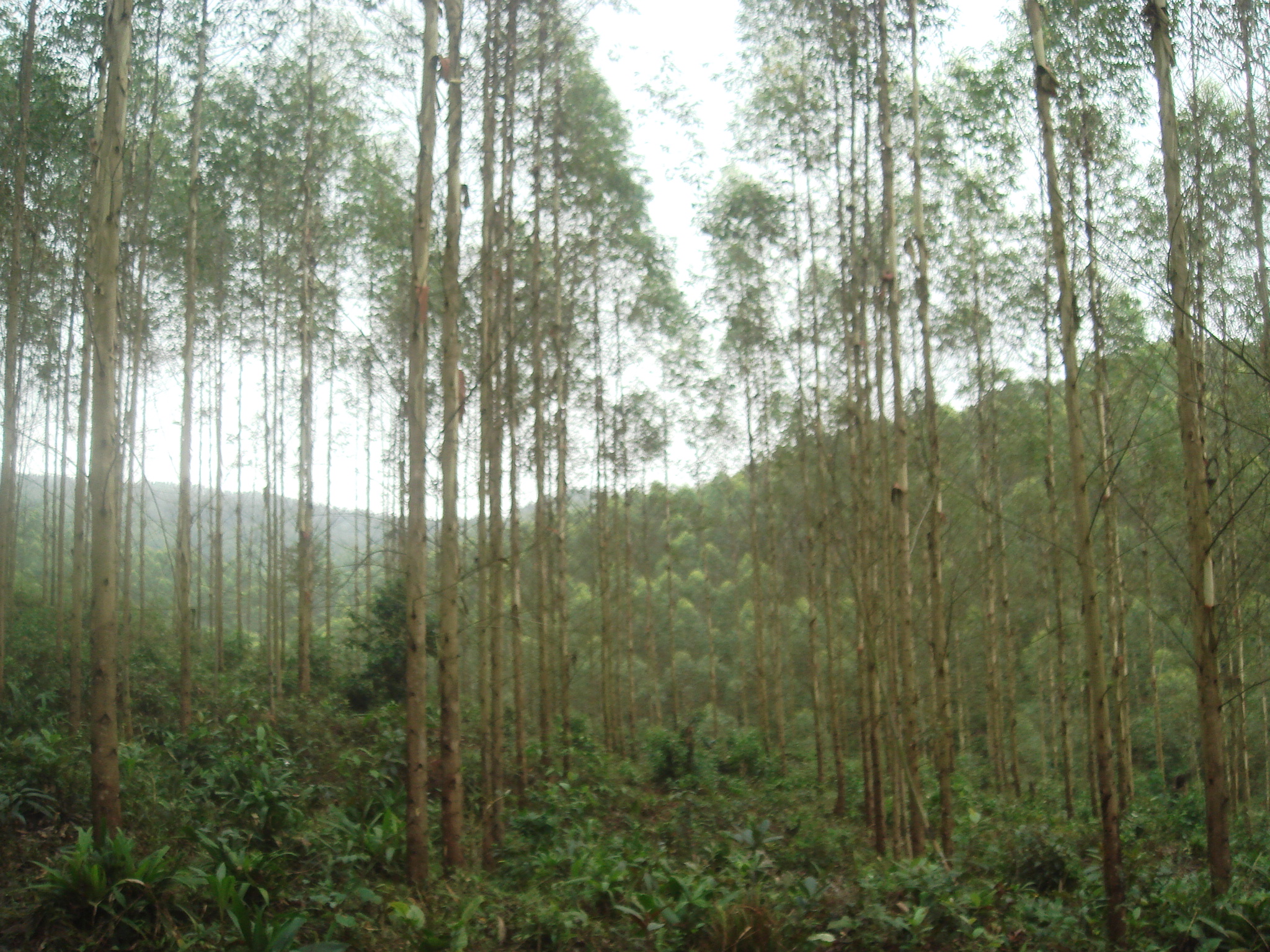 Công Ty TNHH MTV InnovGreen Quảng Ninh