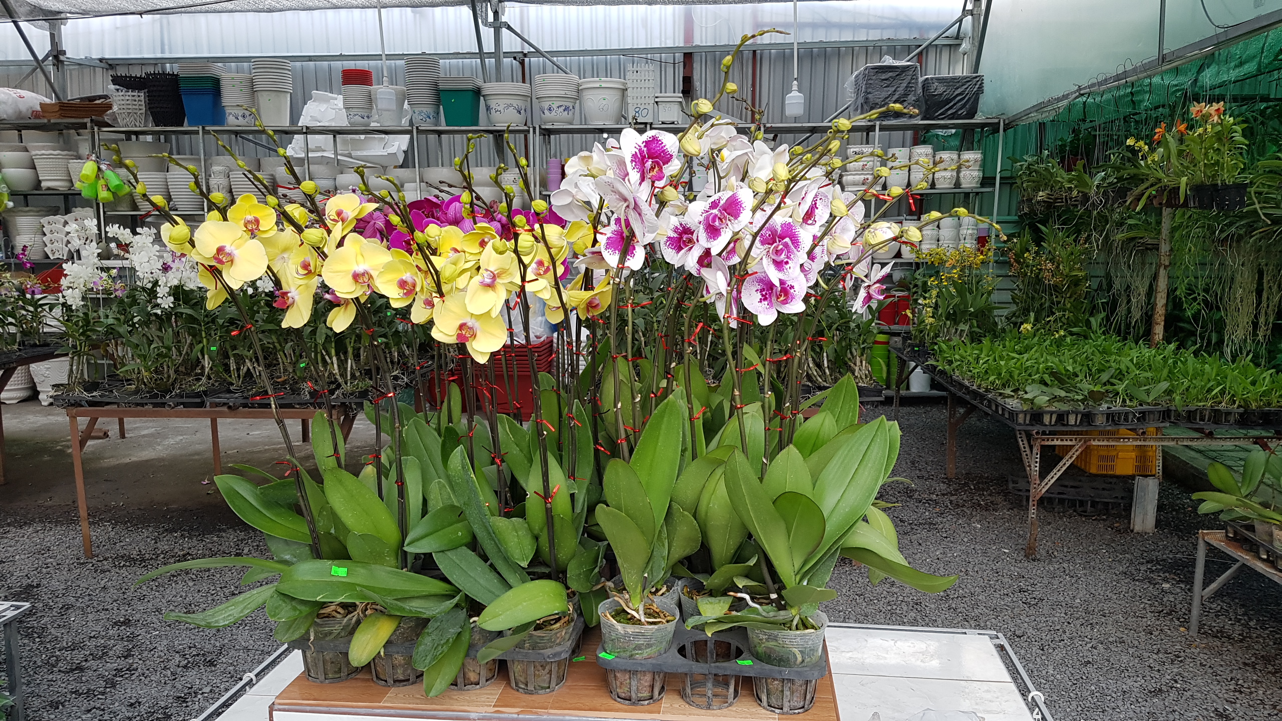 Công Ty TNHH Hoa Cây Cảnh Phú Quý